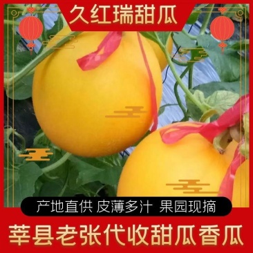 久瑞红甜瓜产区直发果园直采直供电商赶集零卖一手货源