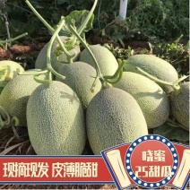 山东晓蜜25号哈密瓜头茬蜜瓜产区直发现摘现发一手货源