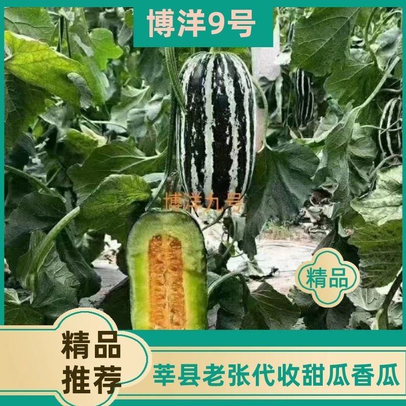 莘县博洋9号产区直发现摘现发头茬鲜瓜一手货源规格齐全