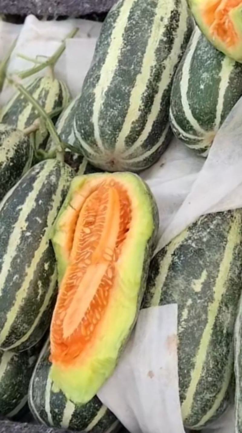 莘县博洋9号产区直发现摘现发头茬鲜瓜一手货源规格齐全