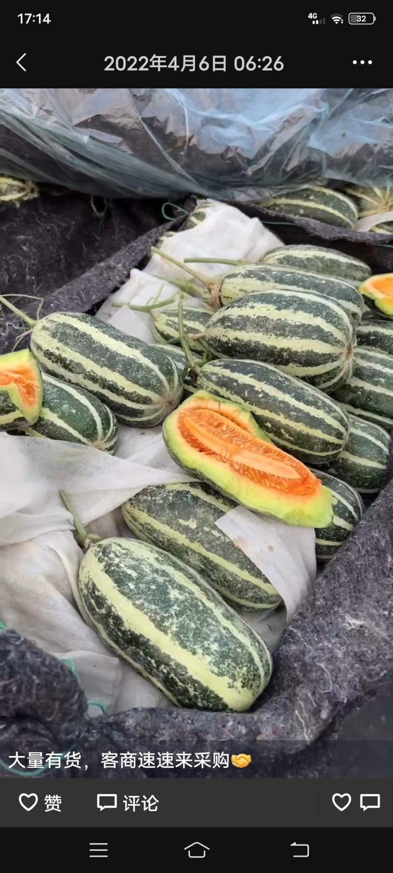 莘县博洋9号产区直发现摘现发头茬鲜瓜一手货源规格齐全