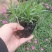 欧石竹，狼尾草各种花卉苗木，草花，宿根植物，水生植物