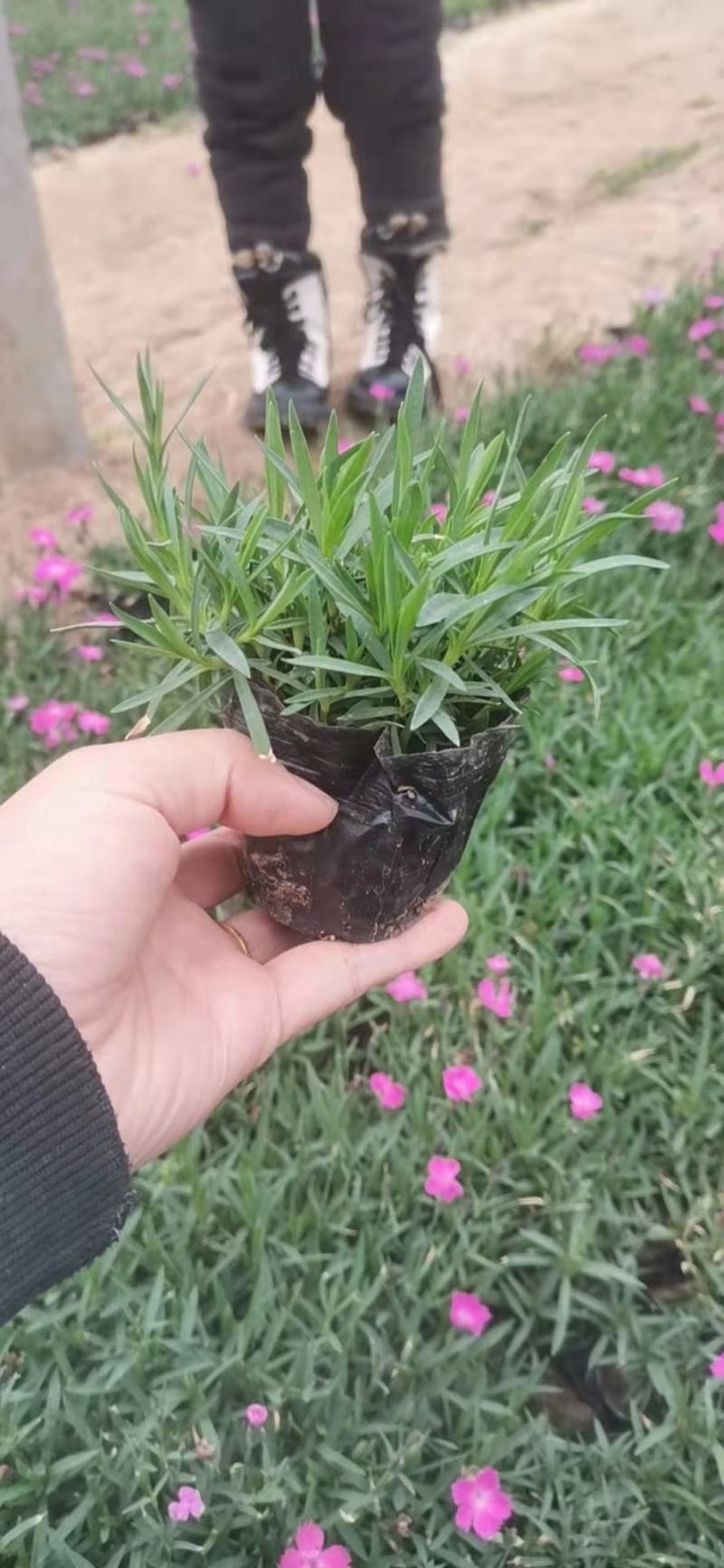 欧石竹，狼尾草各种花卉苗木，草花，宿根植物，水生植物