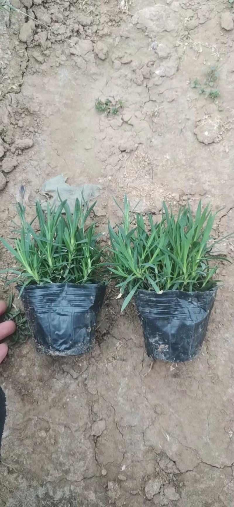 欧石竹，狼尾草各种花卉苗木，草花，宿根植物，水生植物