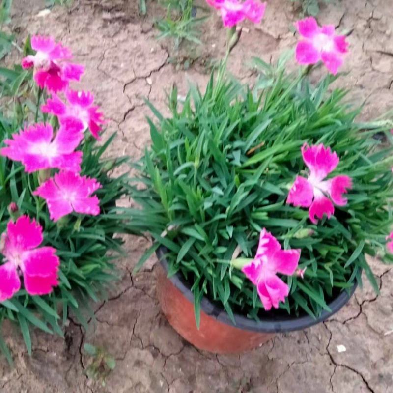 欧石竹，狼尾草各种花卉苗木，草花，宿根植物，水生植物