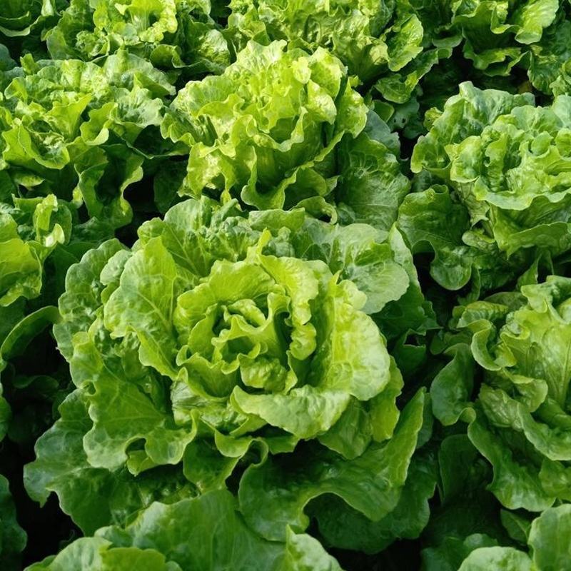蔬菜种植基地上海本地生菜
