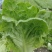 蔬菜种植基地上海本地生菜