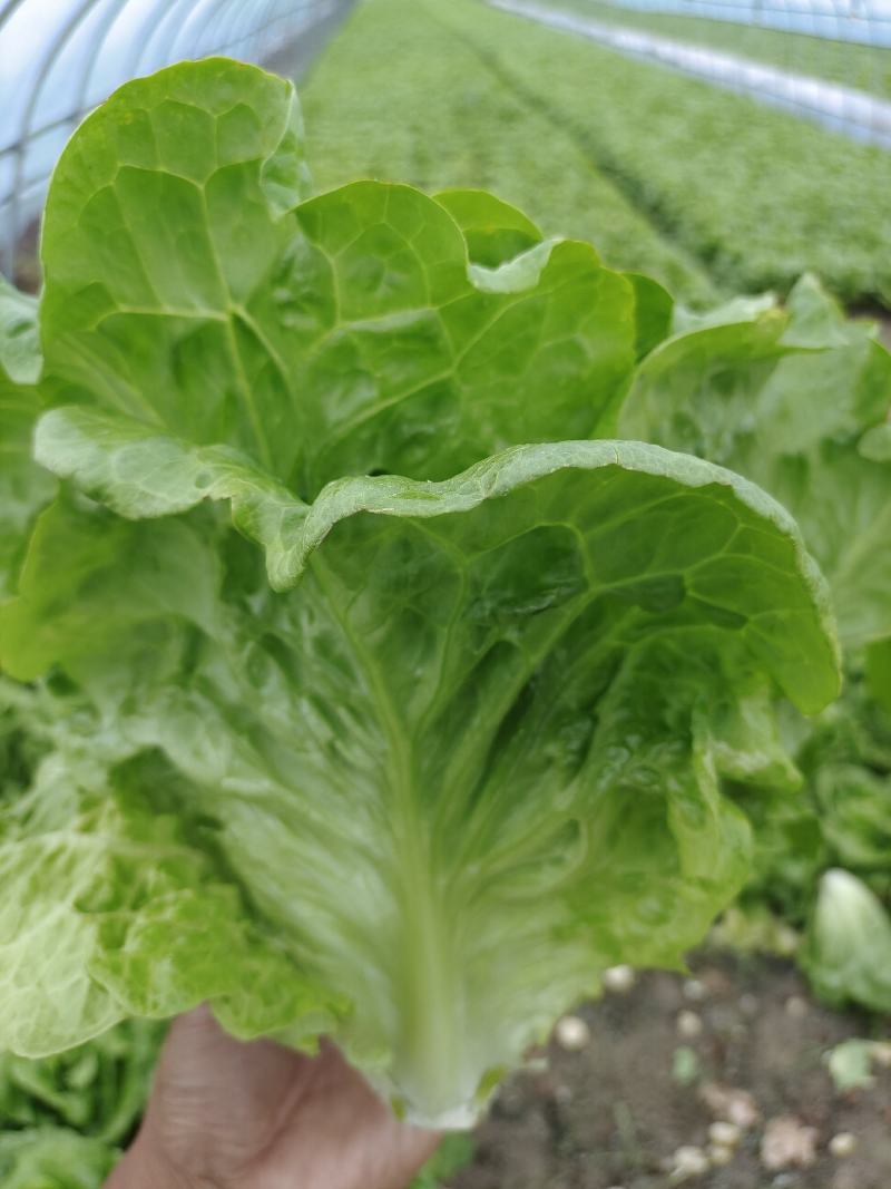 蔬菜种植基地上海本地生菜