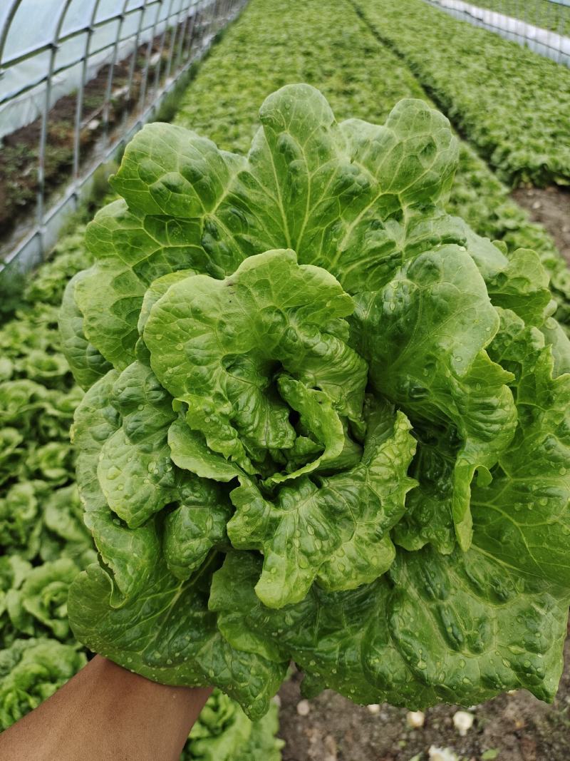 蔬菜种植基地上海本地生菜