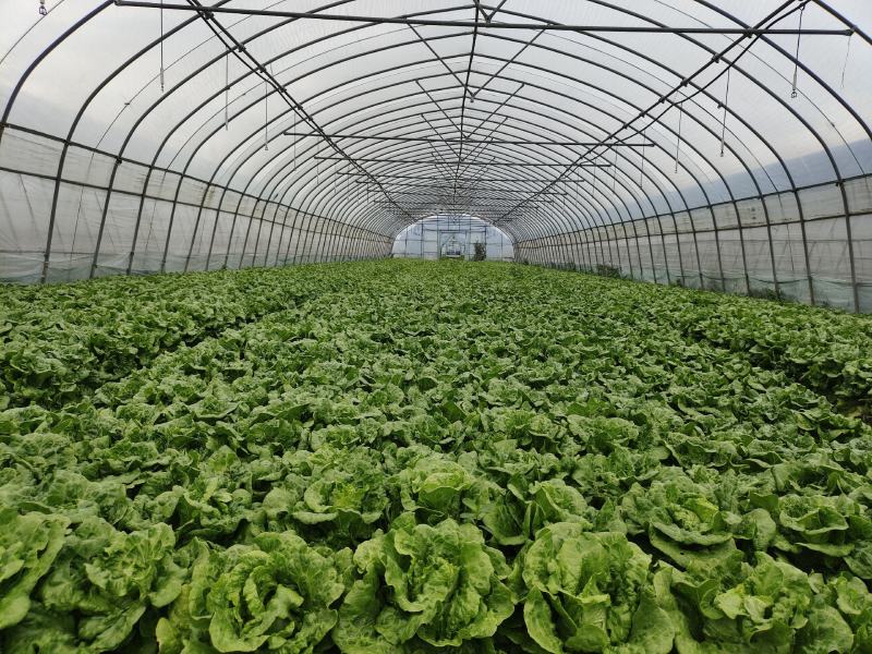蔬菜种植基地上海本地生菜