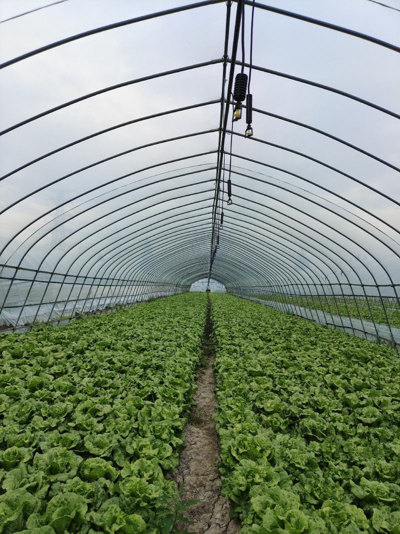 蔬菜种植基地上海本地生菜