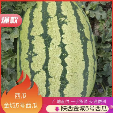 陕西蒲城金城五西瓜品质好大量供应中欢迎采购