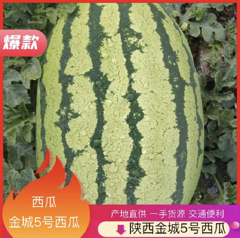 陕西蒲城金城五西瓜品质好大量供应中欢迎采购