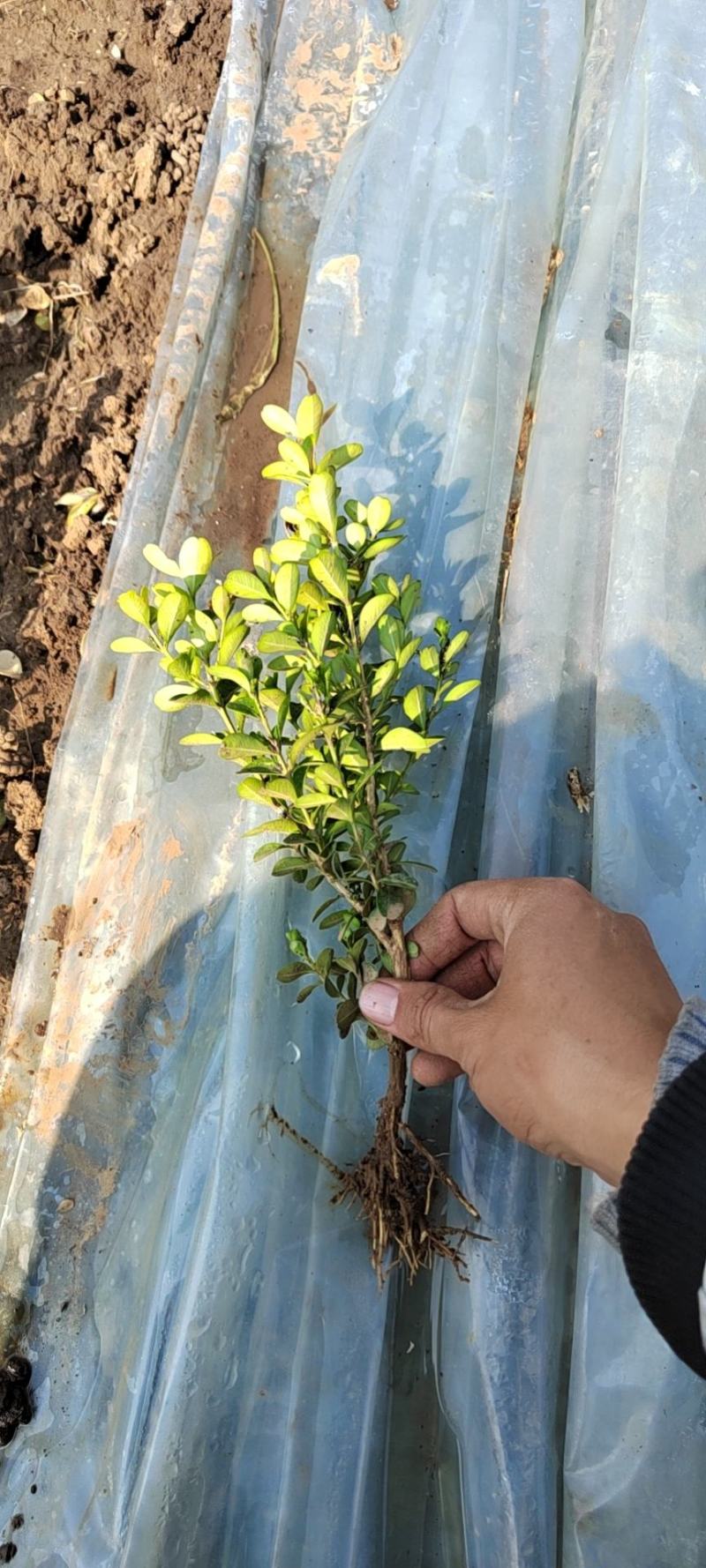 瓜子黄杨草花宿根植物水生植物大量上市，欢迎各位老板前来合