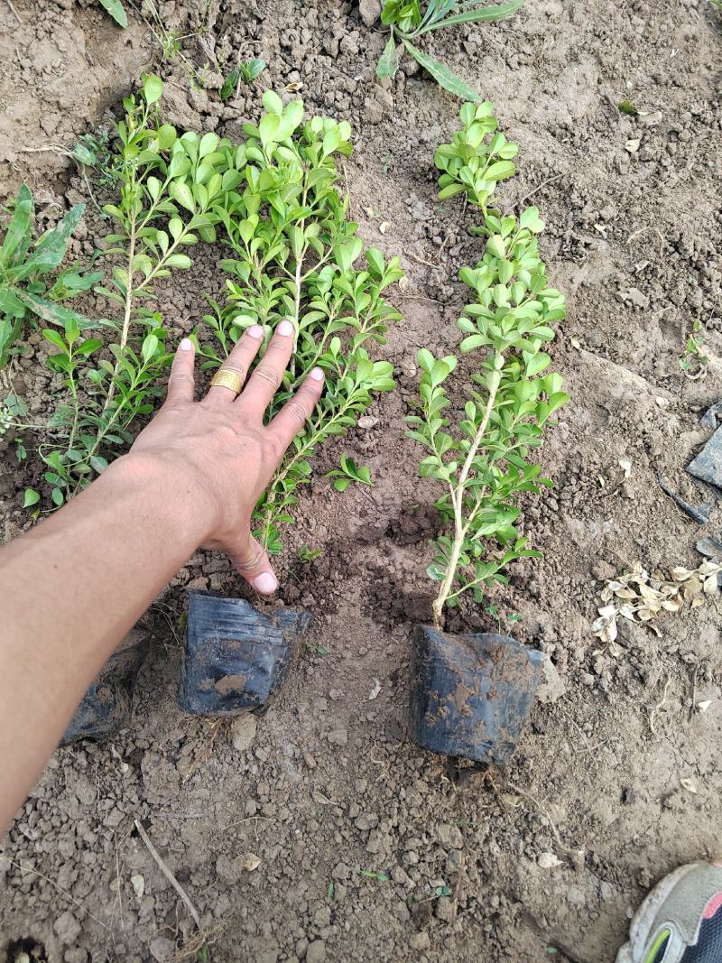 瓜子黄杨草花宿根植物水生植物大量上市，欢迎各位老板前来合