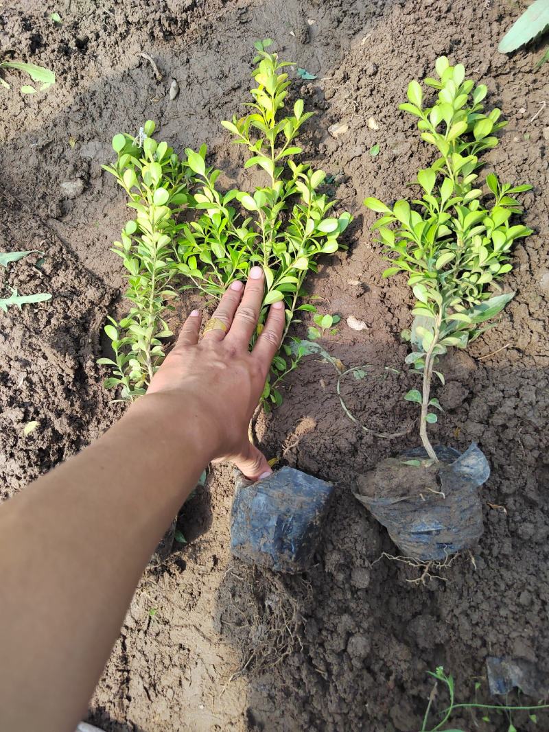 瓜子黄杨草花宿根植物水生植物大量上市，欢迎各位老板前来合