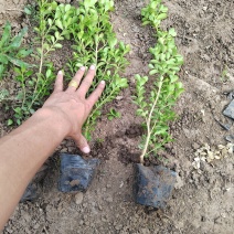 瓜子黄杨草花宿根植物水生植物大量上市，欢迎各位老板前来合