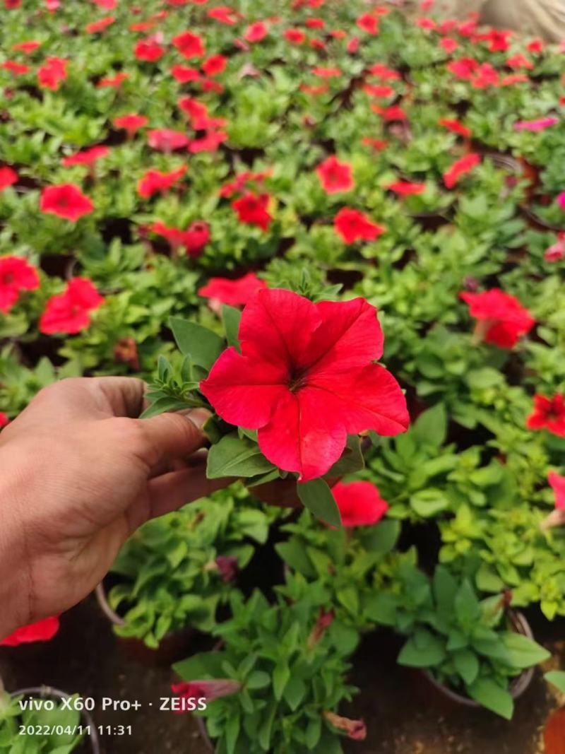 欧石竹，狼尾草各种花卉苗木，草花，宿根植物，水生植物