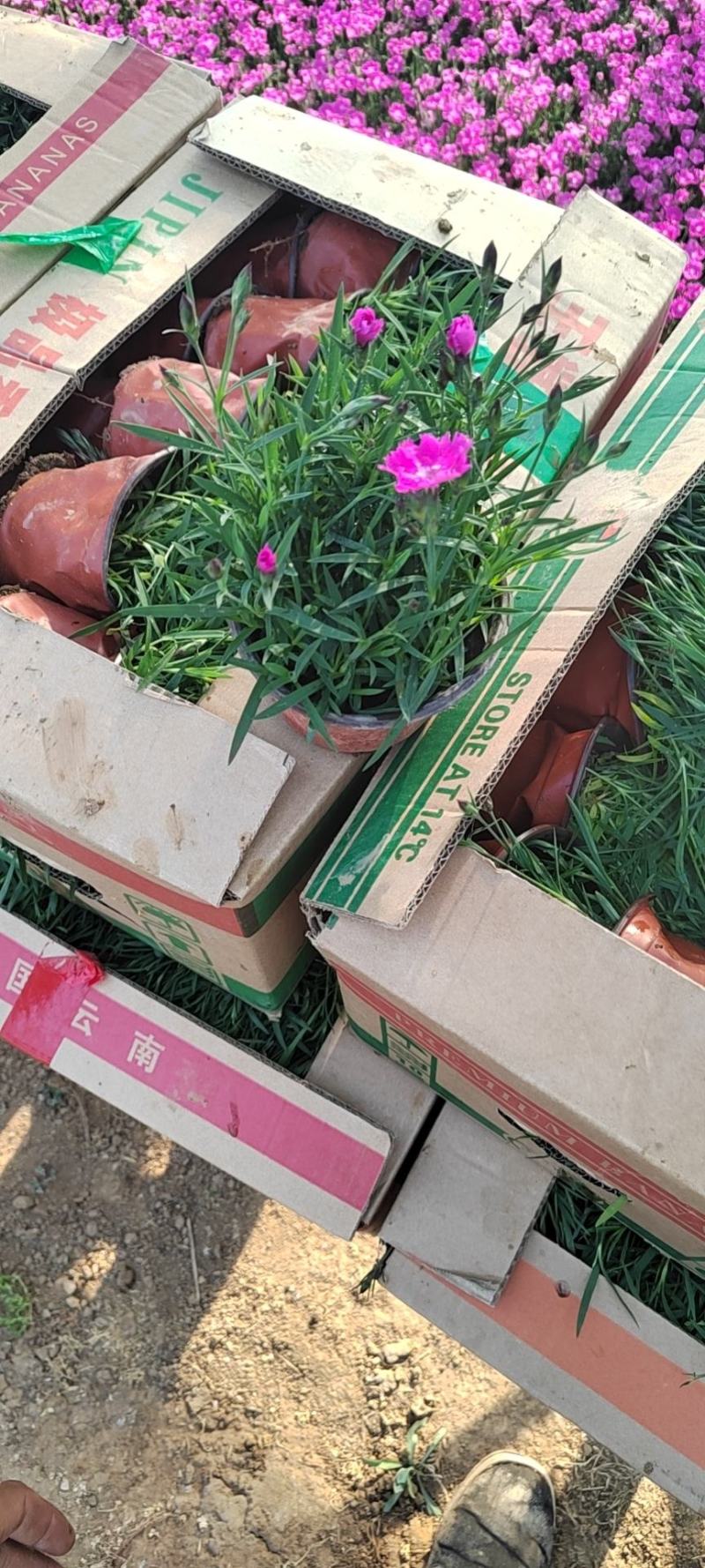 欧石竹，狼尾草各种花卉苗木，草花，宿根植物，水生植物