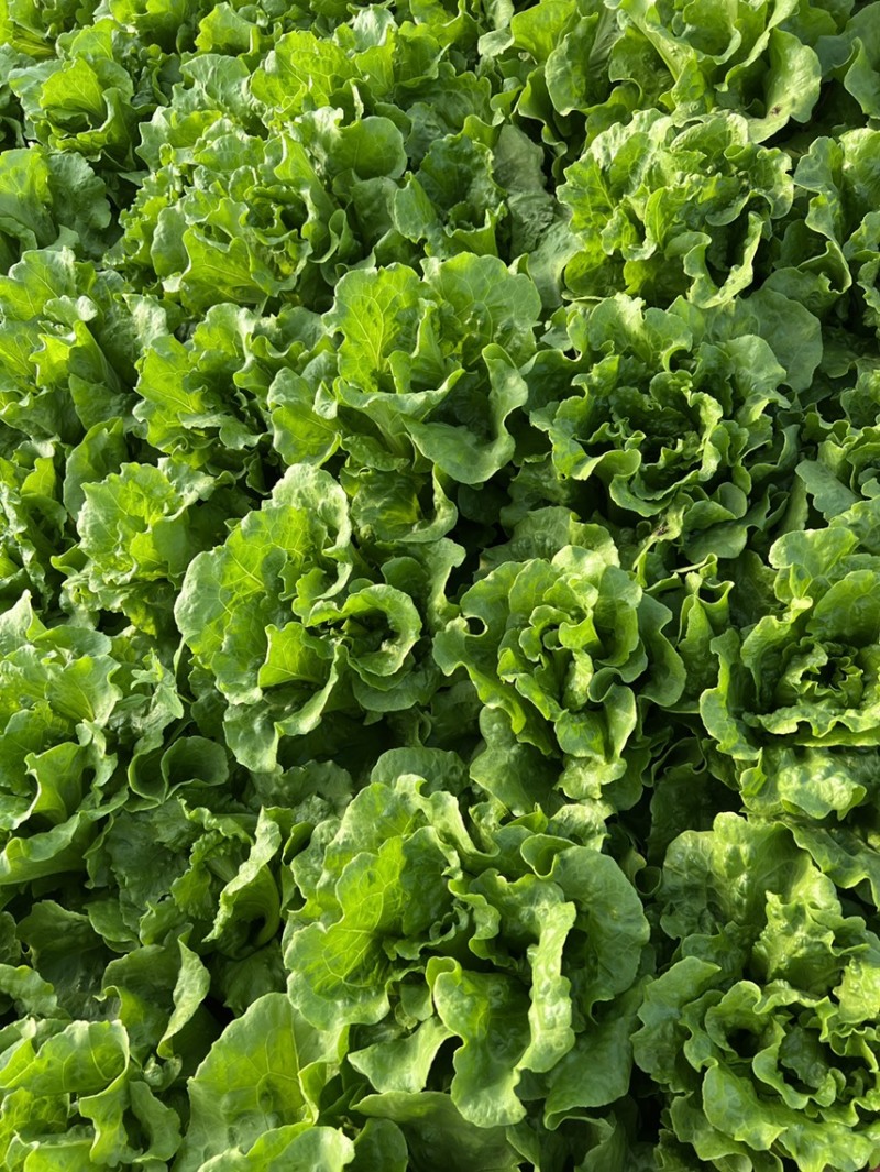 【精品】意大利生菜常年有货，代购代销量大从优