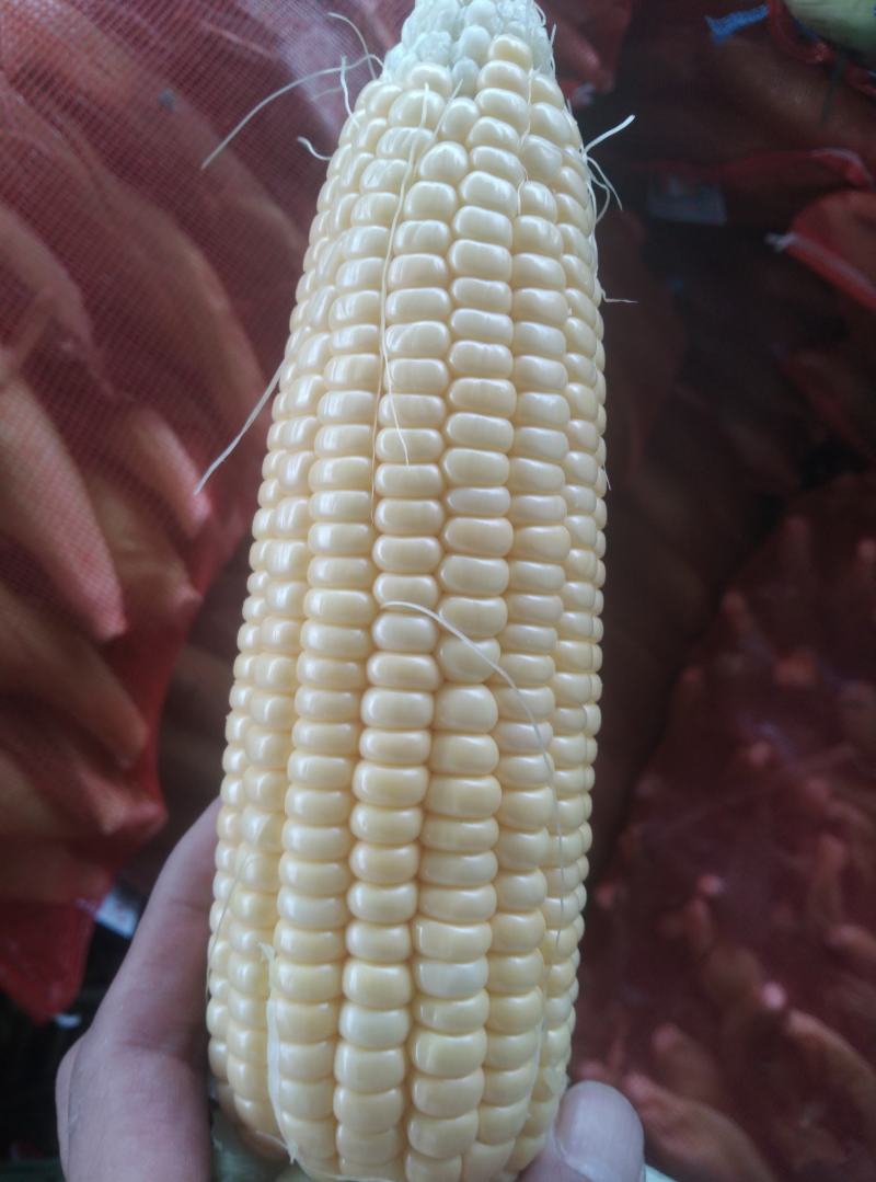 水果玉米
