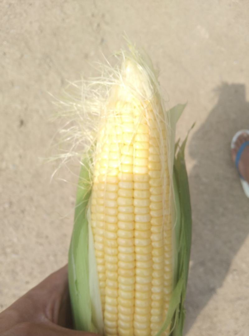 水果玉米