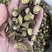 甘草甘草切片圆片无硫熏制靓货