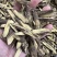甘草甘草切片圆片无硫熏制靓货