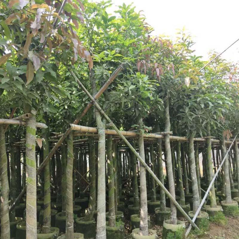 绿化芒果树容器苗高杆芒果树移栽苗芒果树苗报价