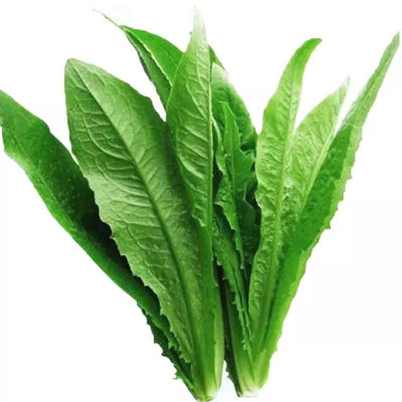 蔬菜种植基地油麦菜