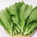 蔬菜种植基地油麦菜