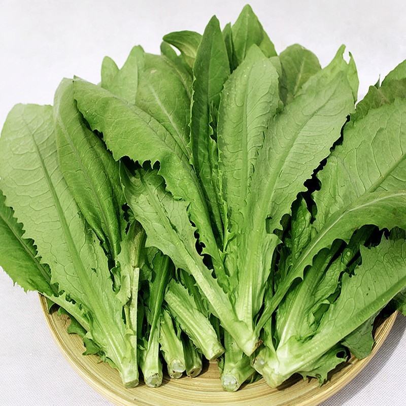 蔬菜种植基地油麦菜