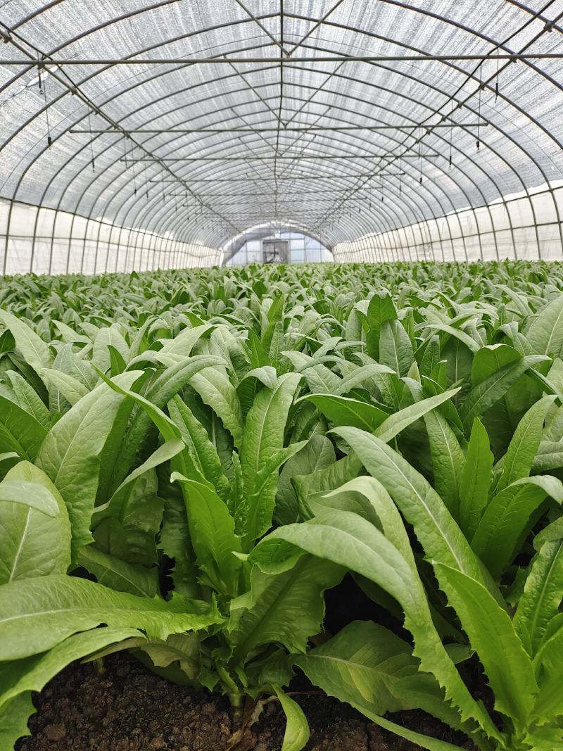 蔬菜种植基地油麦菜