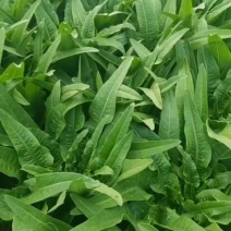 蔬菜种植基地油麦菜