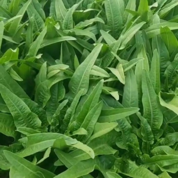 蔬菜种植基地油麦菜