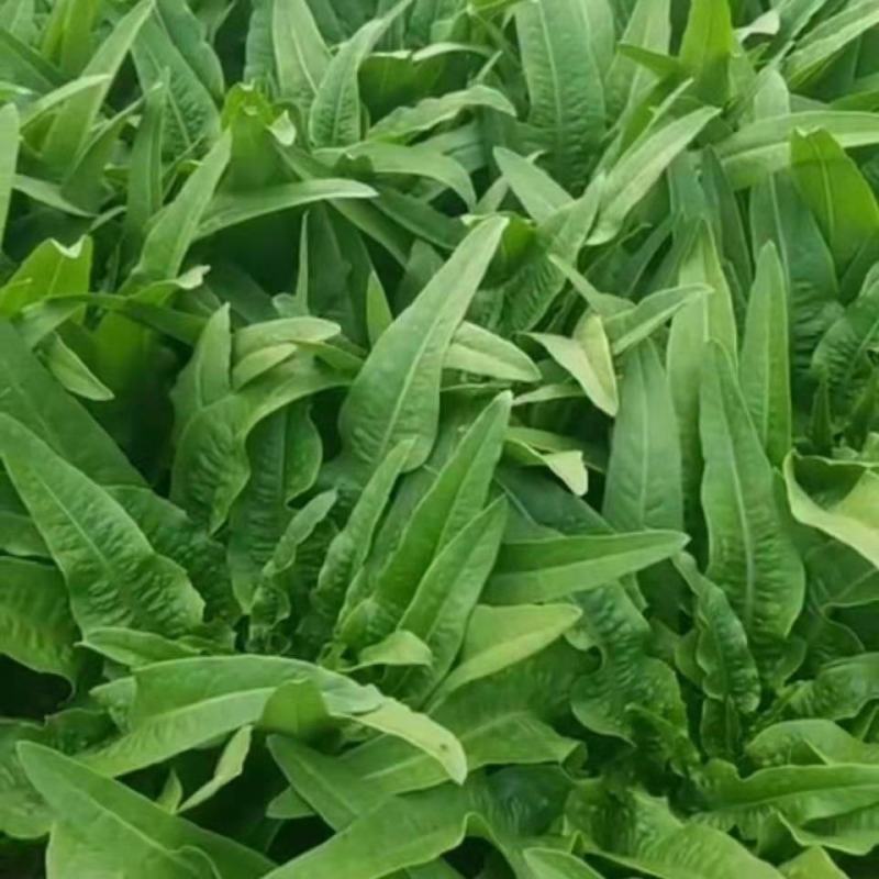 蔬菜种植基地油麦菜