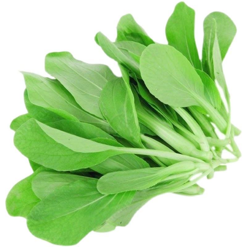 蔬菜种植基地鸡毛菜
