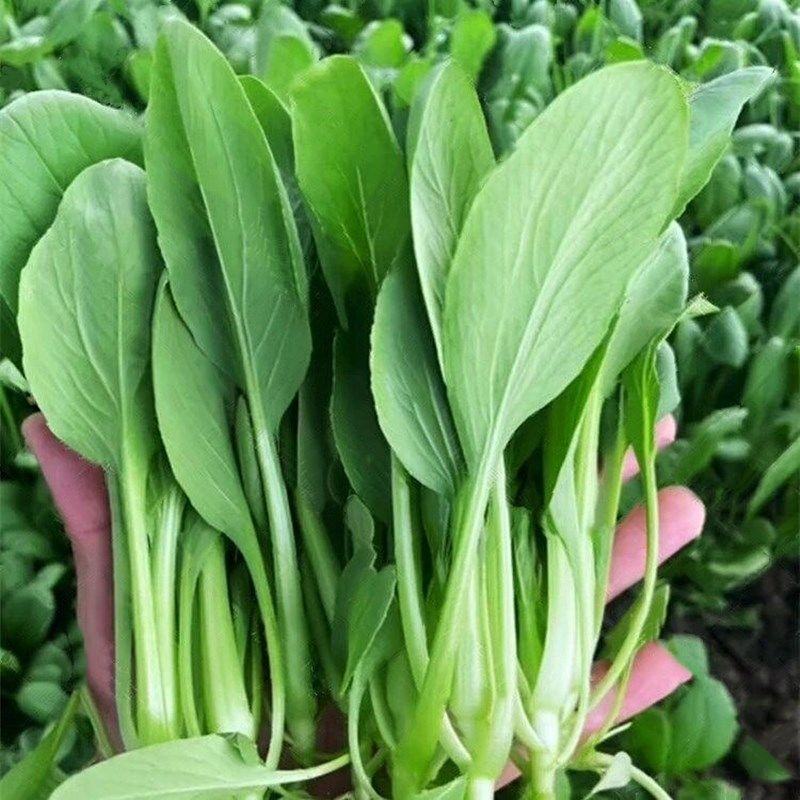 蔬菜种植基地鸡毛菜