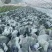 紫甘蓝上市