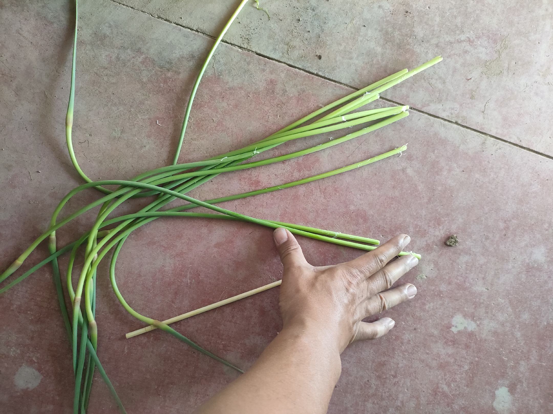 蒜薹清洗过程示意图