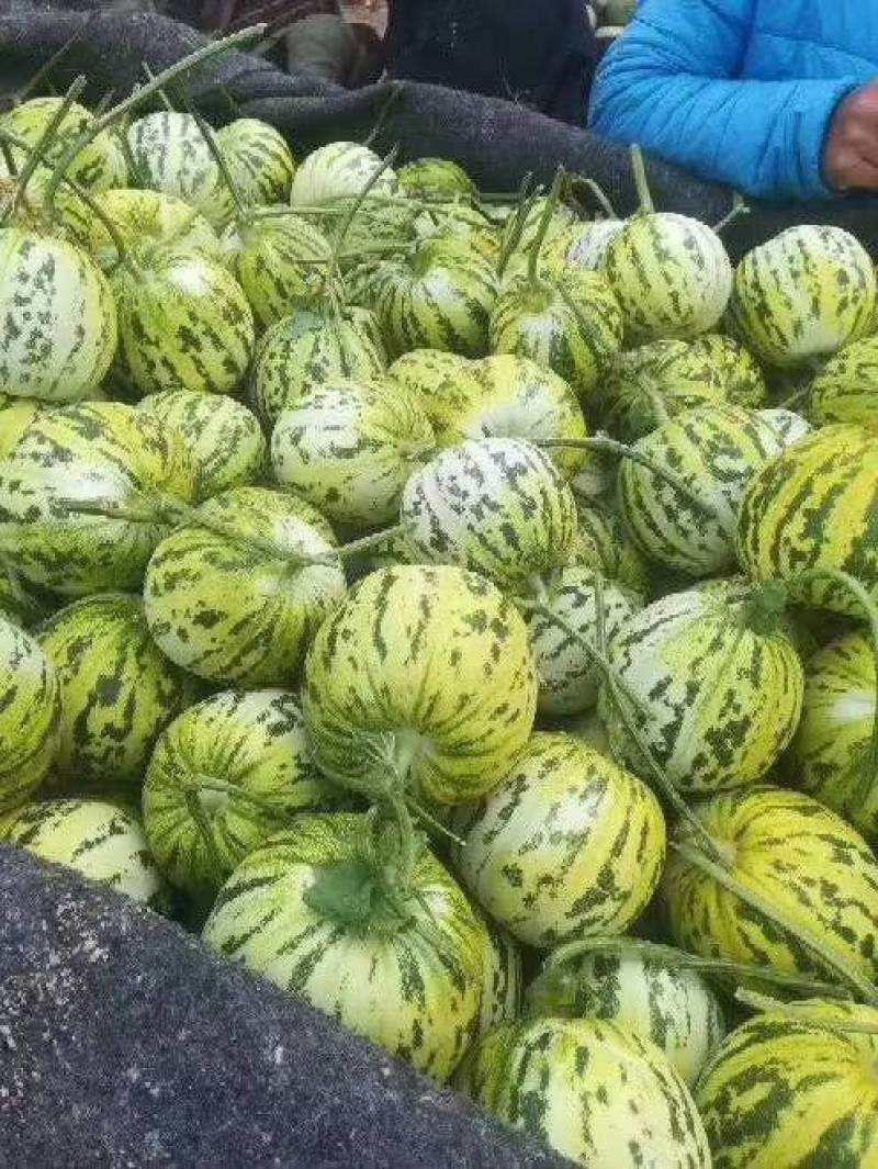甜瓜品种齐全产地直发欢迎各位老板选购货源充足