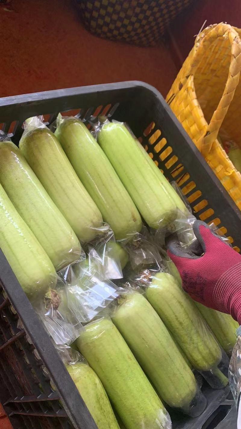 徐闻县基地精品白玉丝瓜，诚信经营，全国代发。