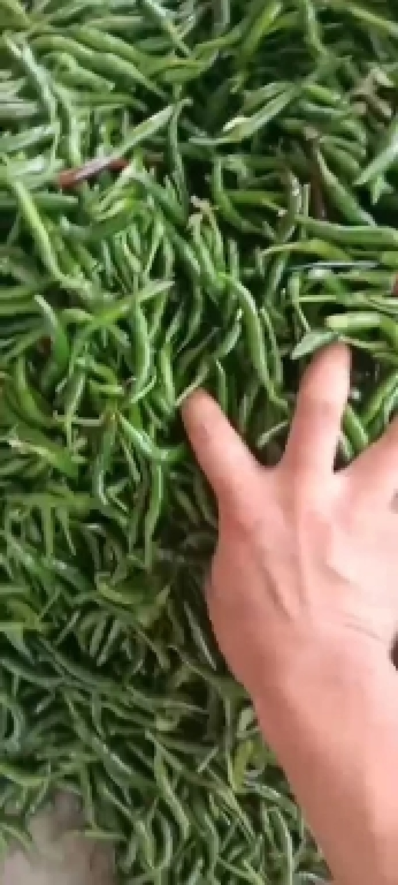青米椒小米椒辣椒朝天椒云南