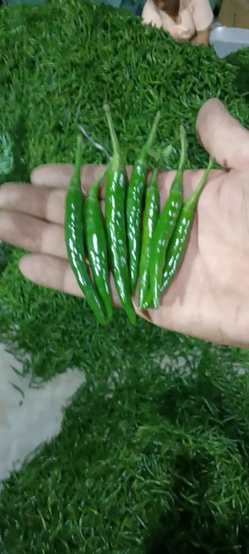 青米椒小米椒辣椒朝天椒云南