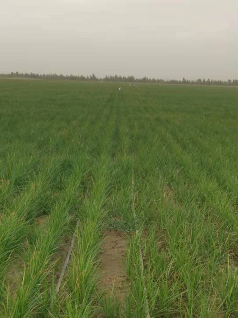 油莎豆
