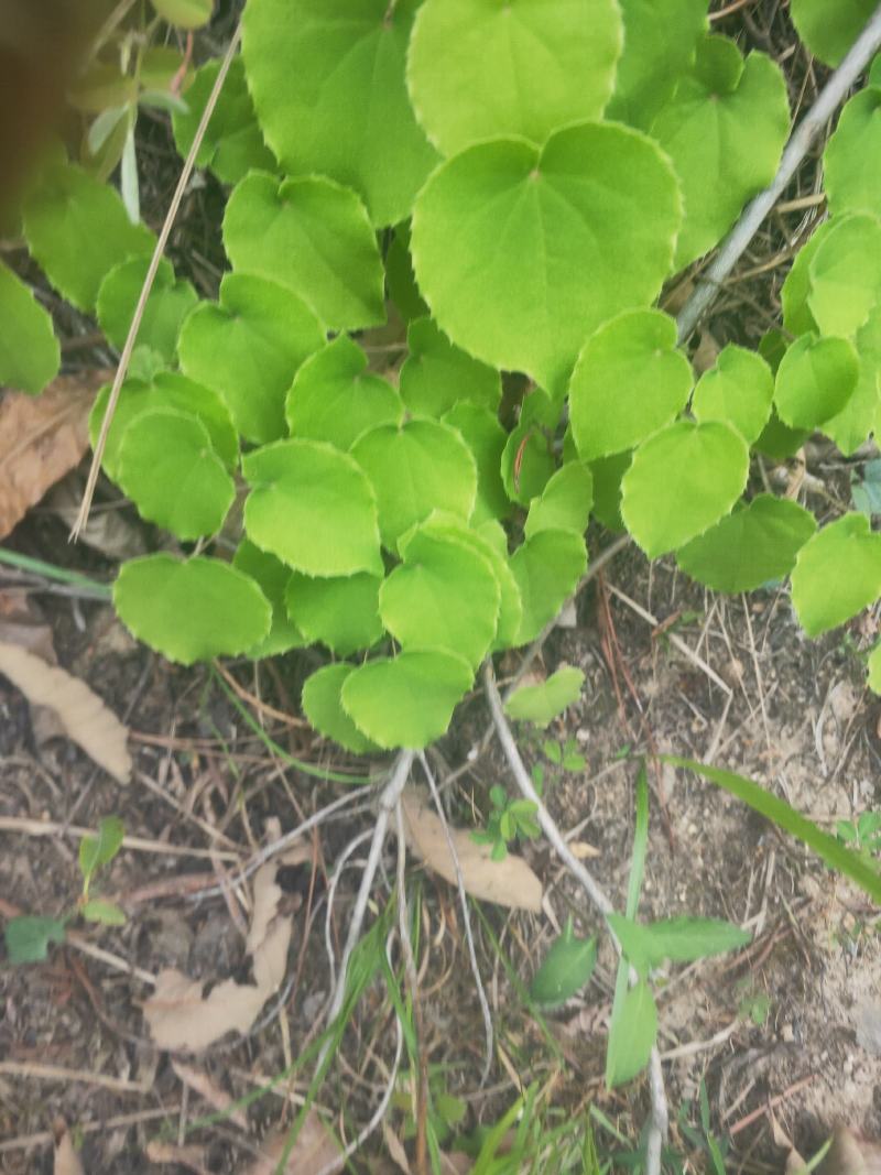 淫羊藿