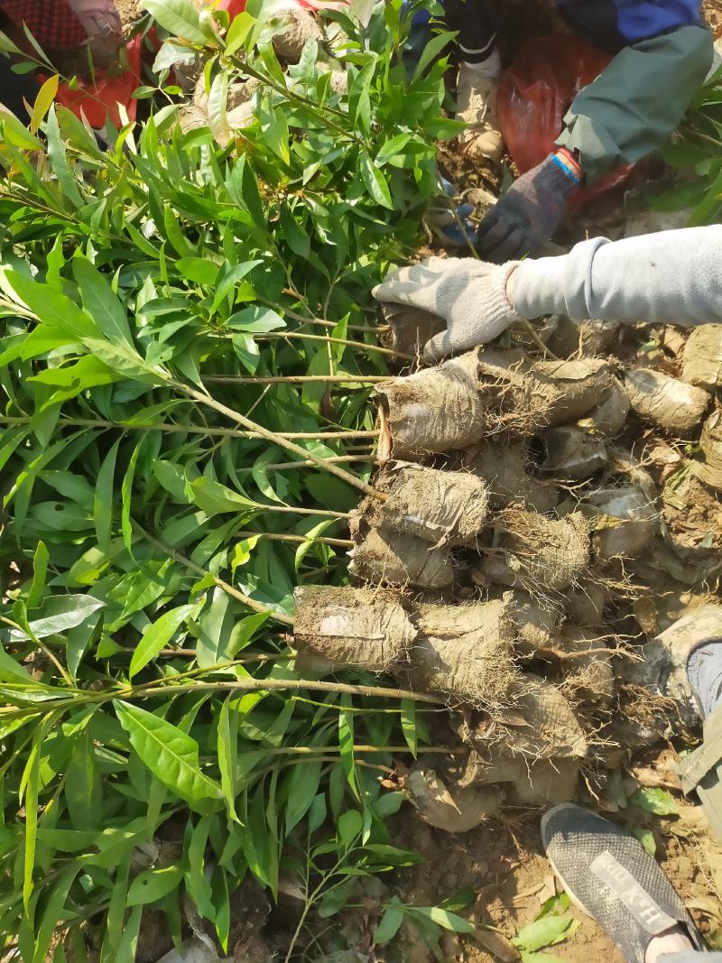 枫树杯苗，成活率高基地供货一手货源量大从优