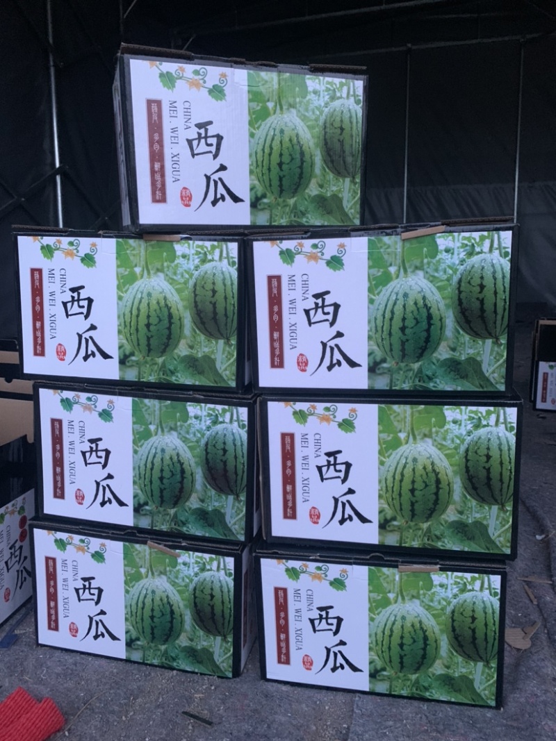 全美2K小吊瓜地爬瓜小糖丸手掰西瓜牛奶小西瓜k2