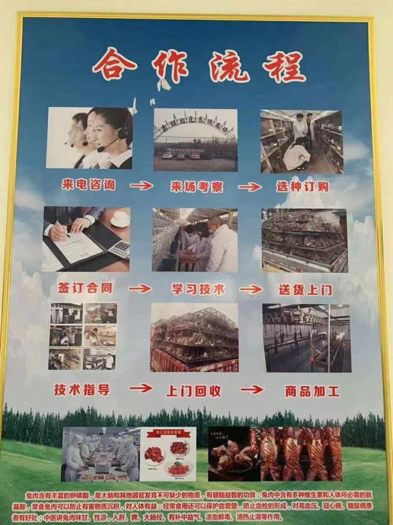 新西兰幼崽种兔成年肉兔商品兔疫苗已做包成活包技术价格优惠