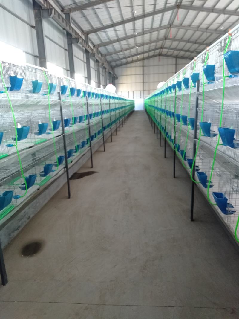 新西兰幼崽种兔成年肉兔商品兔疫苗已做包成活包技术价格优惠